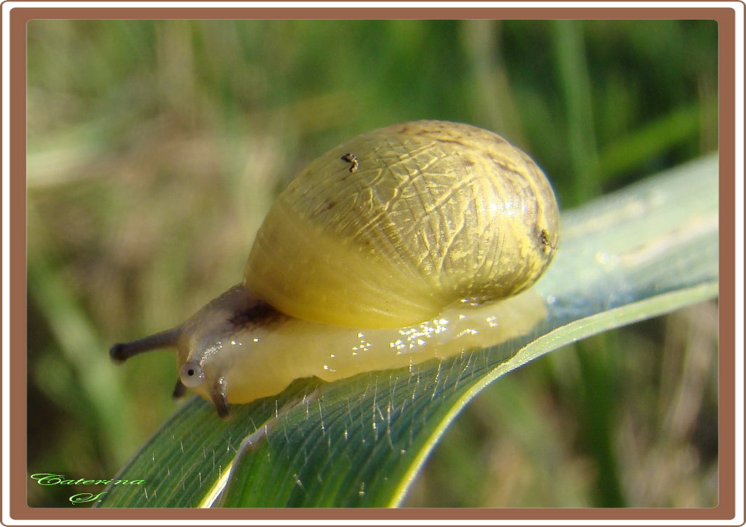 Modestamente...una macro